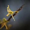 Toverhazelaar bloesem (Hamamelis) gloeiend geel op een kale tak van Maren Winter