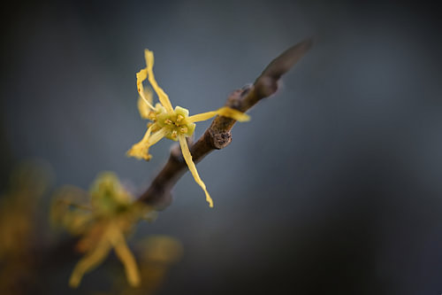 Zaubernussblüte (Hamamelis) leuchtend gelb an einem kahlen Zweig