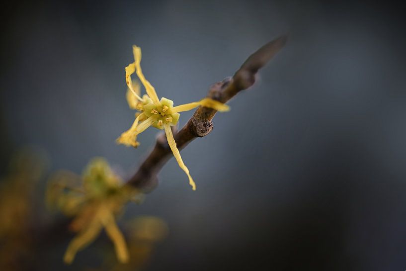 Witch hazel blossom (Hamamelis) glowing yellow on a bare branch  by Maren Winter