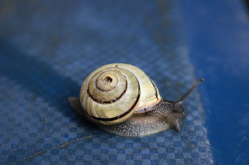 Slak op blauwe ondergrond