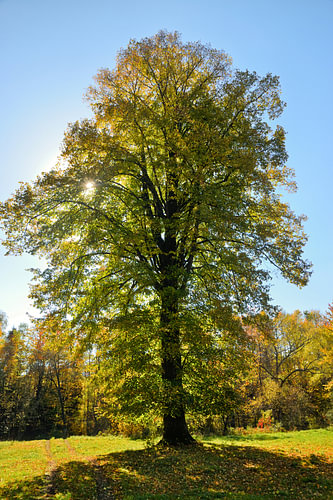 Majestic Linden tree in autumn colors