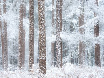 Sneeuw bedekt de bomen in het bos in de winter - De Moeren, nede