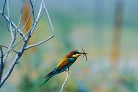 'Europäische Wespenschnäpper