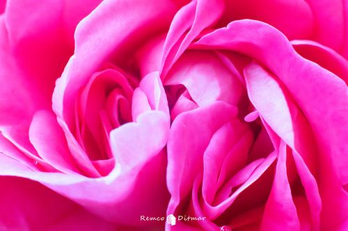 Macro shots of a Pink Rose Celebrating Nature's Perfection