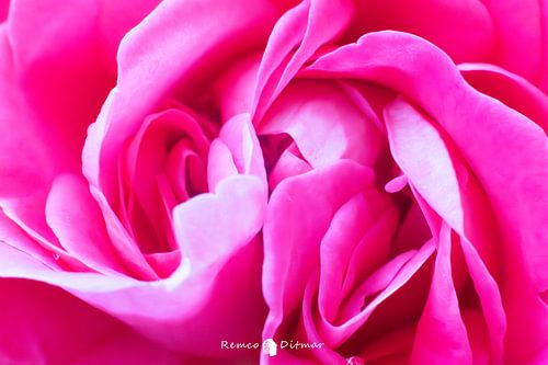 Macrofoto&#039;s van een Roze Roos die de Perfectie van de Natuur Vieren