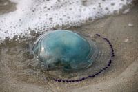 Real blue jellyfish