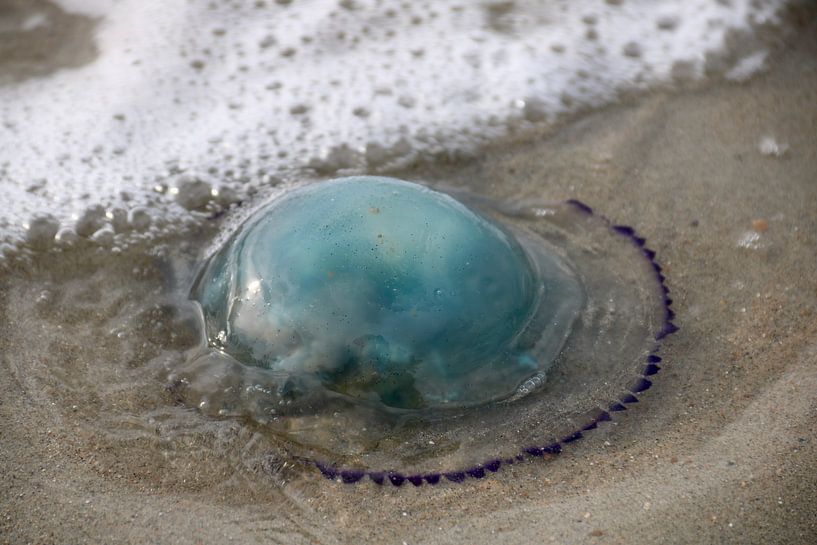 Echte blauwe kwal van Wendy Hilberath