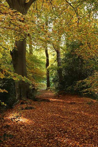 Een boslaantje in Beetsterzwaag
