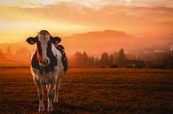 Cow at sunrise in the Sauerland by Deborah de Koning thumbnail