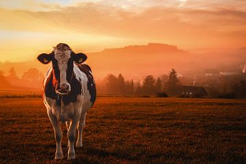 Koe bij zonsopkomst in het Sauerland van Deborah de Koning