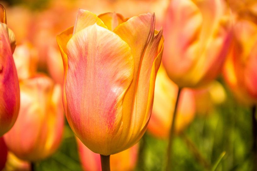 Fleurige tulpen par Stedom Fotografie