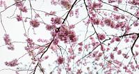 Kirschblüte im Frühjahr von Rietje Bulthuis Miniaturansicht