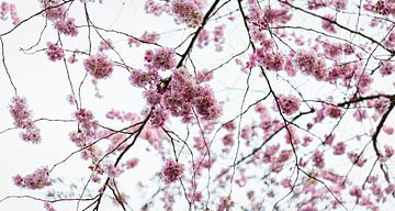 Cherry blossom in spring by Rietje Bulthuis