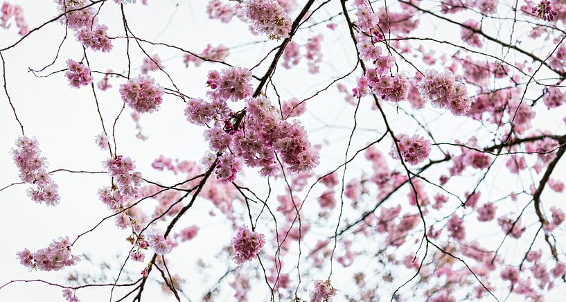 Kirschblüte im Frühjahr von Rietje Bulthuis