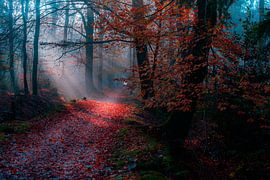 Winter forest by Claudia De Vries