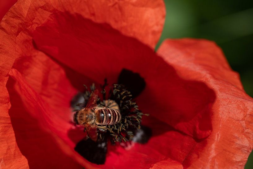 Honigbiene sucht nach Pollen im Mohnfeld von Ulrike Leone