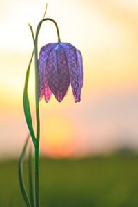 Die Schachblume auf einer Wiese während eines schönen Frühlings-Sonnenuntergangs