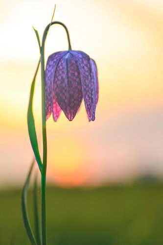 Kievitsbloem close-up in een weiland tijdens zonsondergang