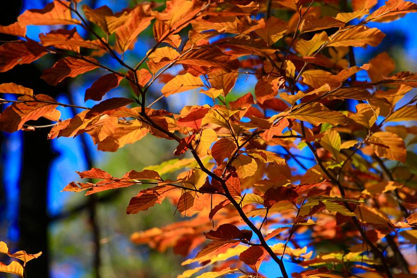 Beech by Thomas Jäger