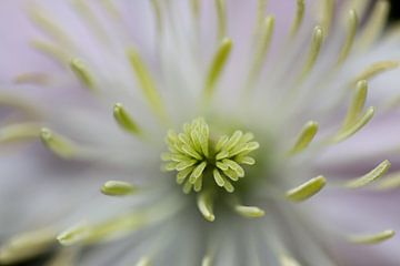 CloseUp Flower von Vincent van Unen
