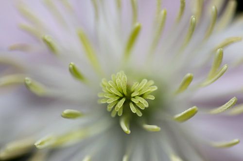 CloseUp Flower von Vincent van Unen
