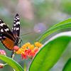 Vlinder in Mangrove van Wilbert Tintel