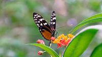 Vlinder in Mangrove