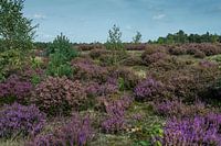 Dutch Autumn Colours