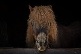 Schwarz-Weiß-Foto eines Shetlandponys von Irene Ruysch fotografie