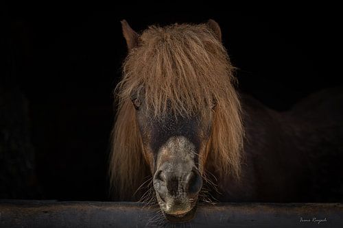 Black-and-white photo of a Shetland pony