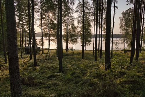 Zonlicht overspoelt het bos bij het meer met hutten, vredige natuurlijke idylle