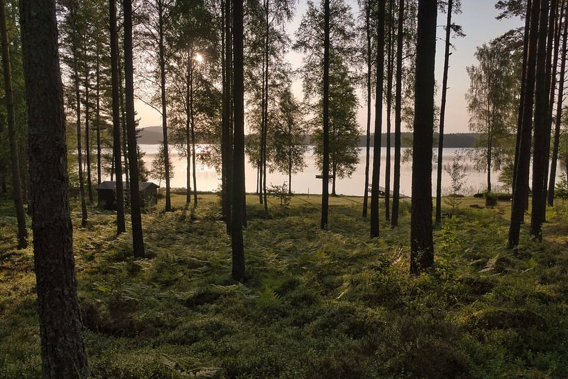 Sunlight floods the forest by the lake with huts, peaceful natural idyll by Martin Köbsch