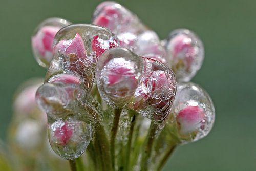 Frozen Blossom  II