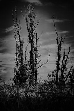 desolate ghostly landscape with bare trees by Karel Ham