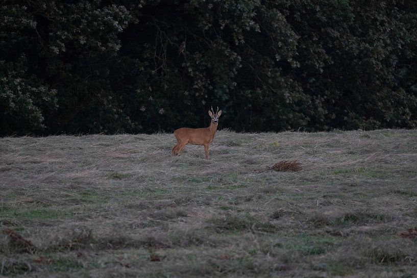 Reeën van Maaike Krimpenfort