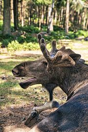 Elch in der Natur von Schweden von Martin Köbsch