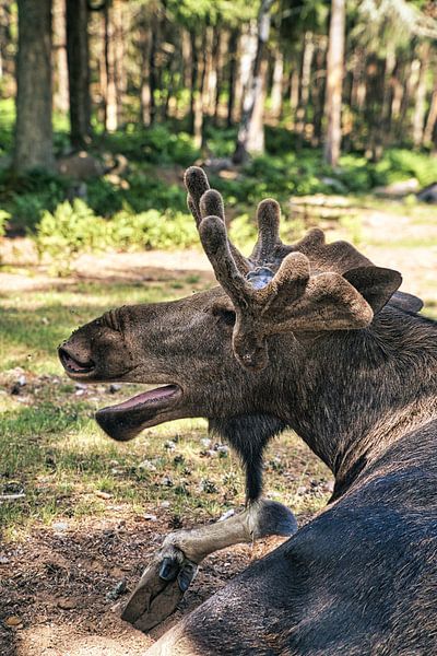 Elch in der Natur von Schweden von Martin Köbsch