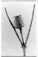 Botanisches Porträt #2