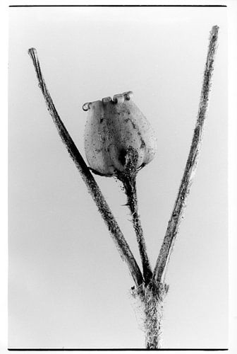 Botanisches Porträt #2