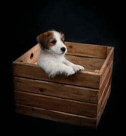 Chiot Jack Russel sur By Marjolein Design
