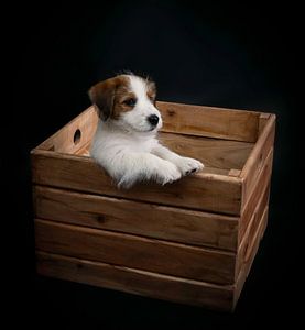 Chiot Jack Russel sur Marjolein van Middelkoop