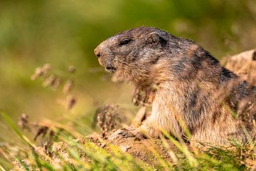 Alpenmarmot