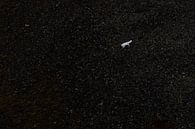 Witte poolvos tegen een donkere helling van Jaap La Brijn thumbnail