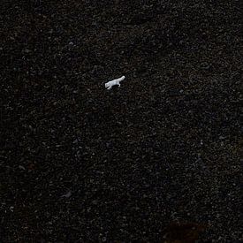 White arctic fox at a dark slope by Jaap La Brijn