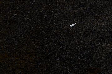 Witte poolvos tegen een donkere helling