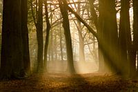 Sonnenharfen im Wald