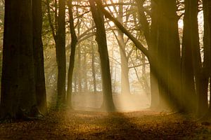 Sonnenharfen im Wald