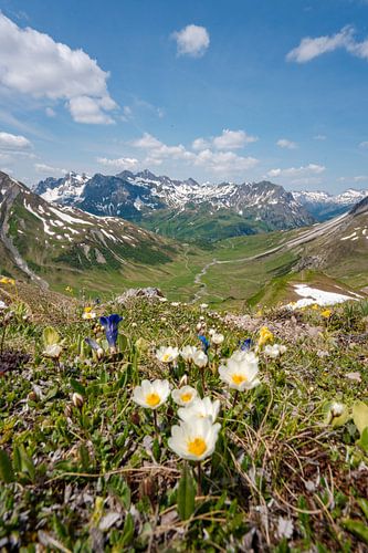 Bloemrijk uitzicht op de Lechtaler Alpen en de Stuttgarter Hütte