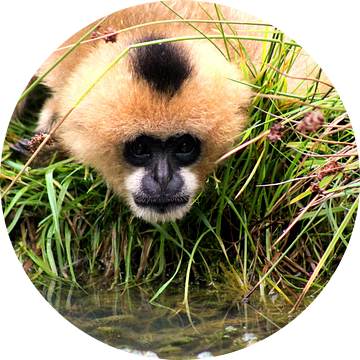Gibbon van Kim de Groot