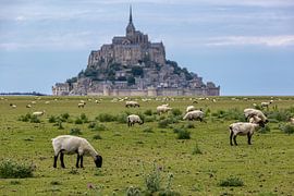 Schafe am Mont Saint Michel von Easycopters